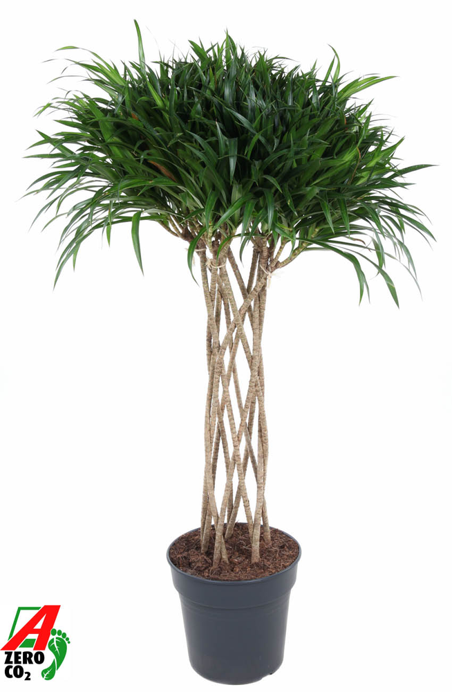 Dracaena Anita Varriegata Koker.