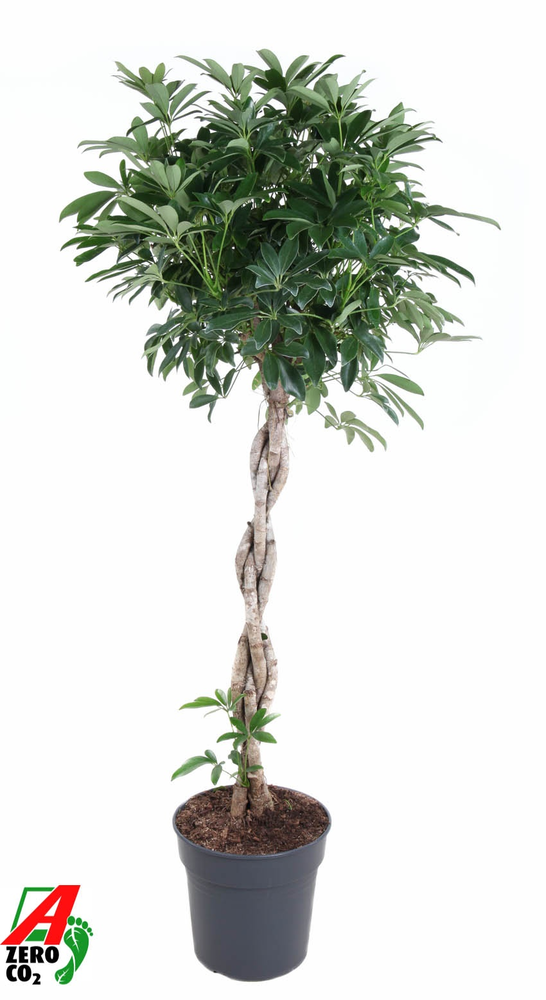 Schefflera Compacta gevlochten stam P27.