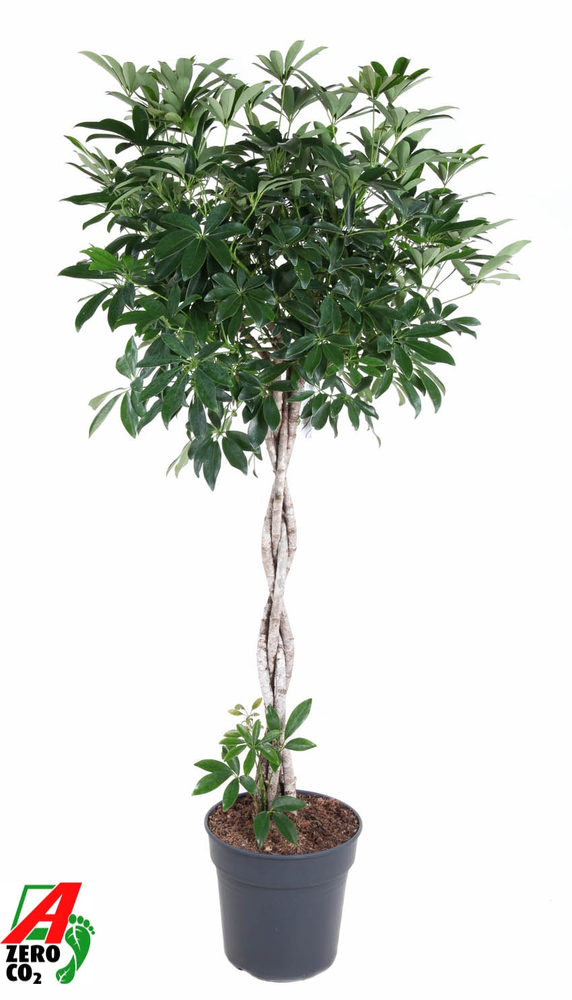 Schefflera Compacta gevlochten stam P31.
