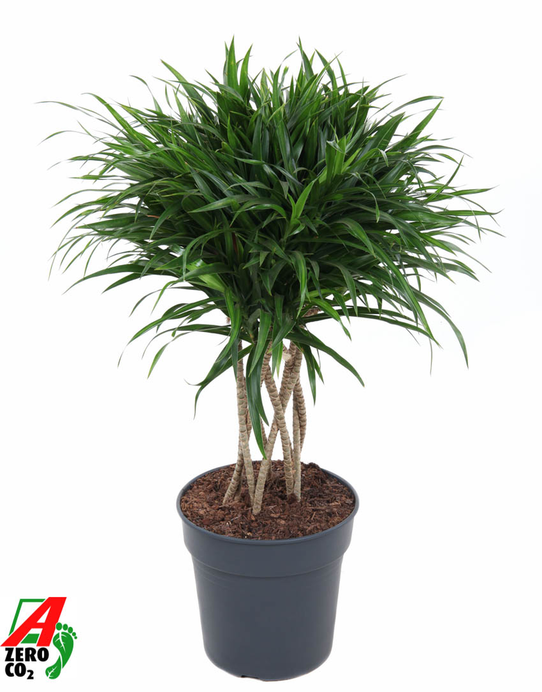 Dracaena Anita Varriegata Koker.