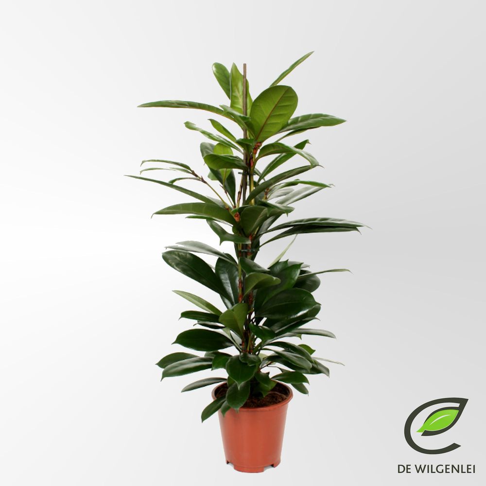 Ficus cyathistipula p17.