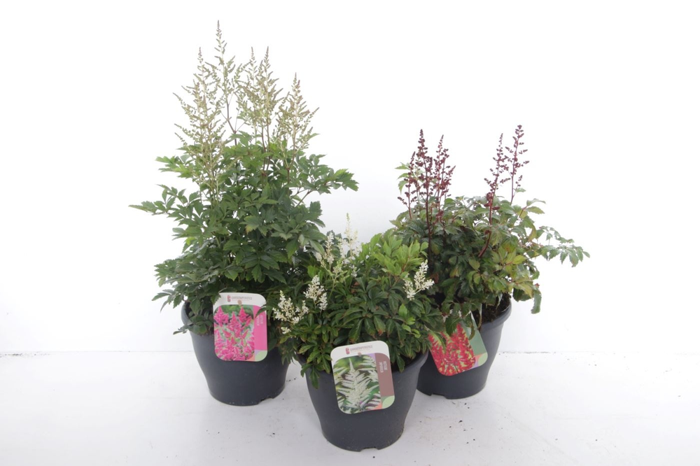 Astilbe mix.