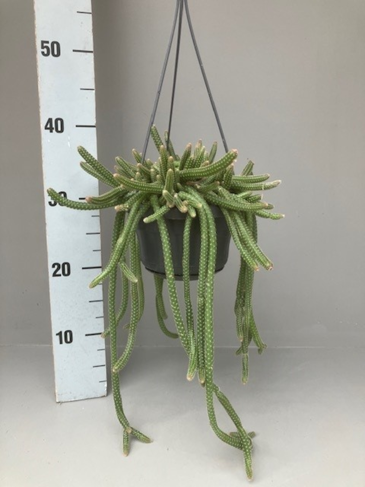 Chamaecereus luisramirezii.