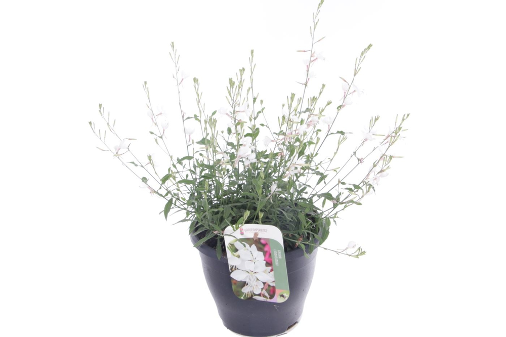 Gaura lind. Gaudi Medium White.