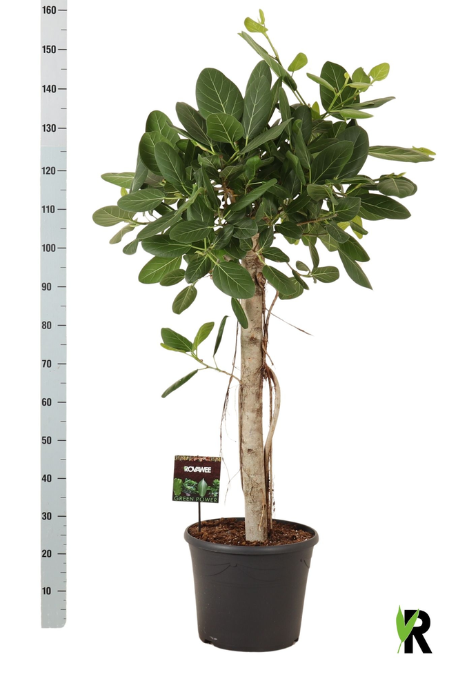 Ficus bengh. Audrey op stam in sierpot.
