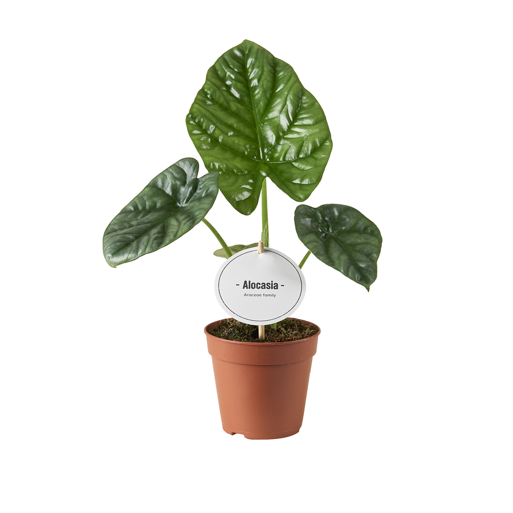 Alocasia Lukiwan.