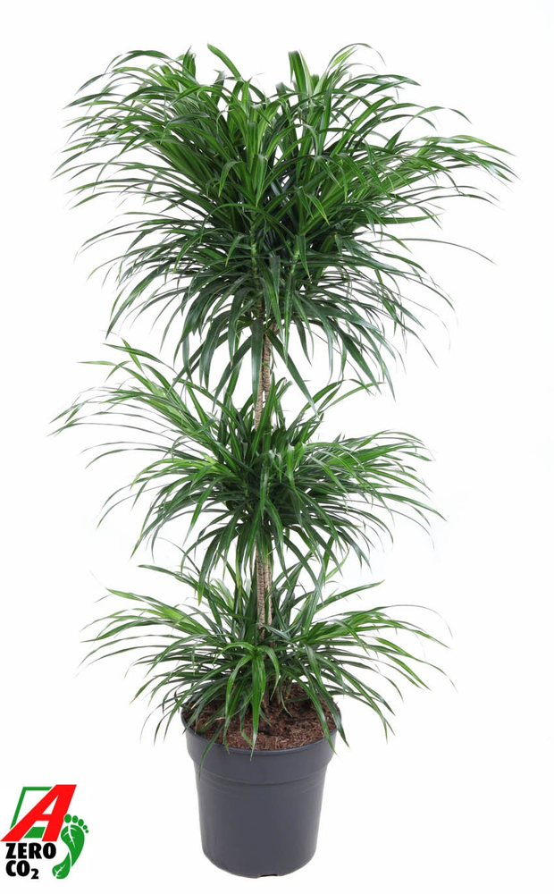 Dracaena Anita Varriegata Carrousel.