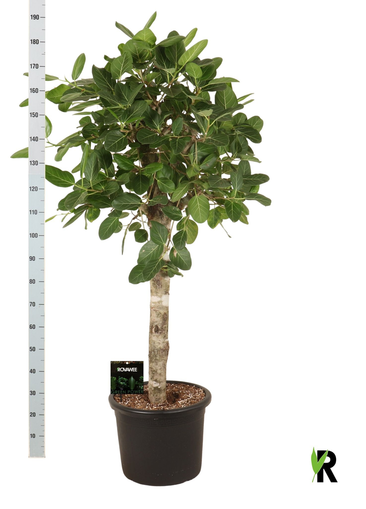 Ficus bengh. Audrey op stam.