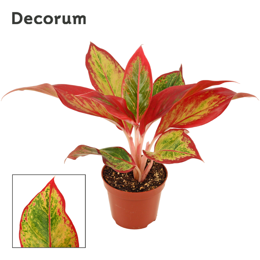 Aglaonema Red Fire 9 cm (Decorum).