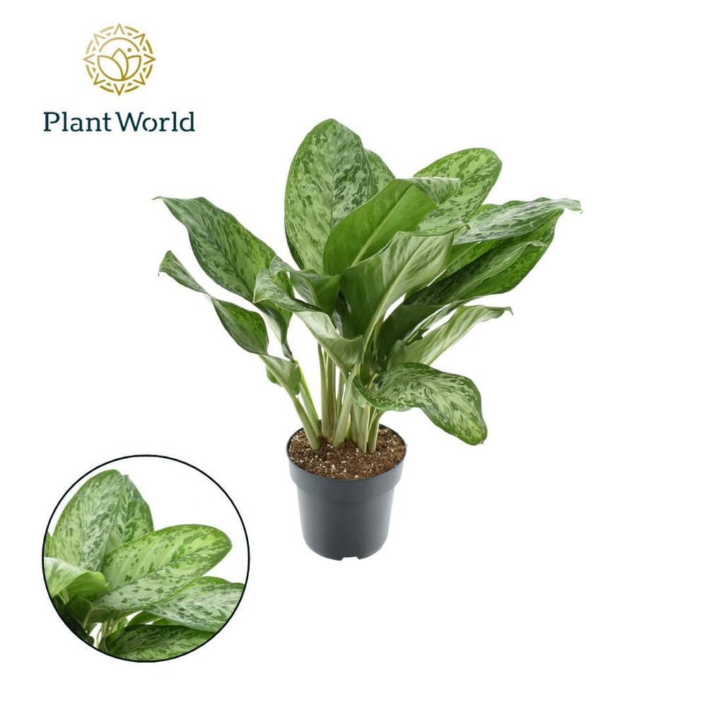 Aglaonema Greenlight.