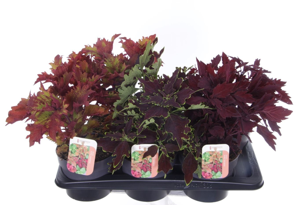 Coleus Sunfighter mix.