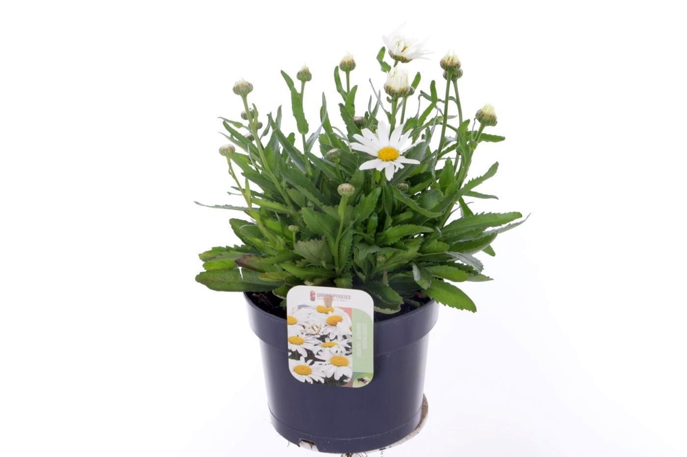Leucanthemum superbum Madonna.