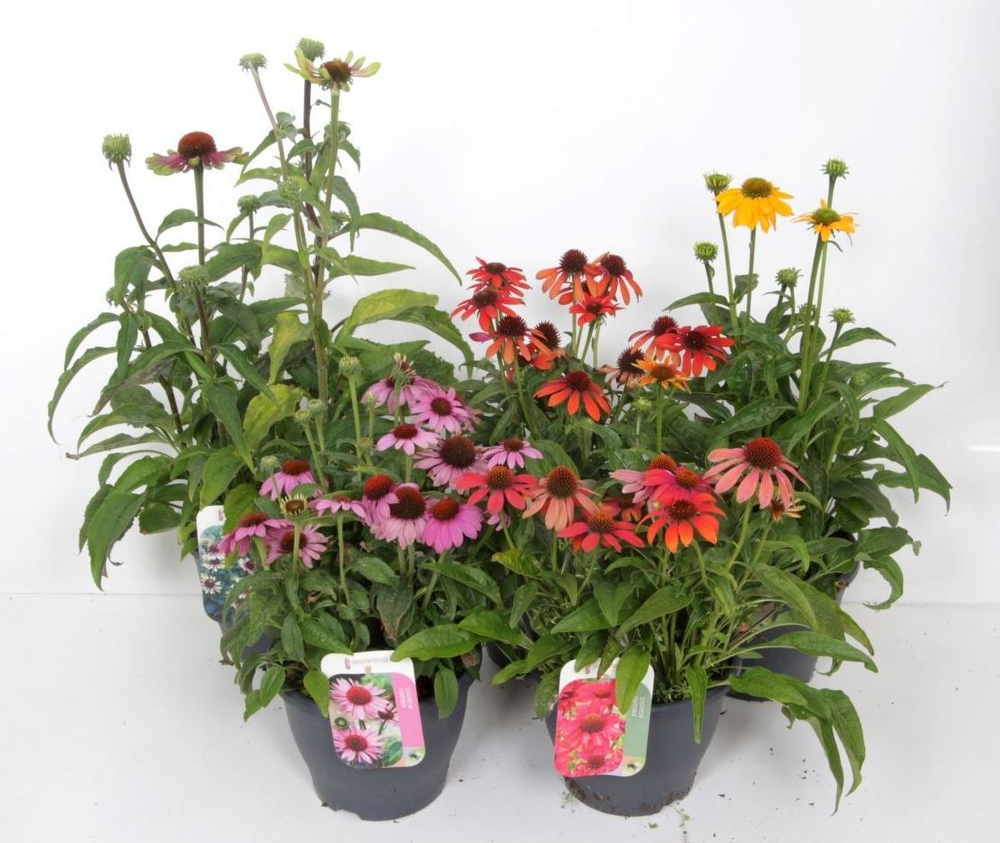 Echinacea purpurea mix.