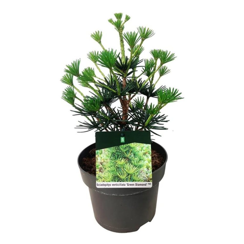 Sciadopitys vert. Green Diamond.