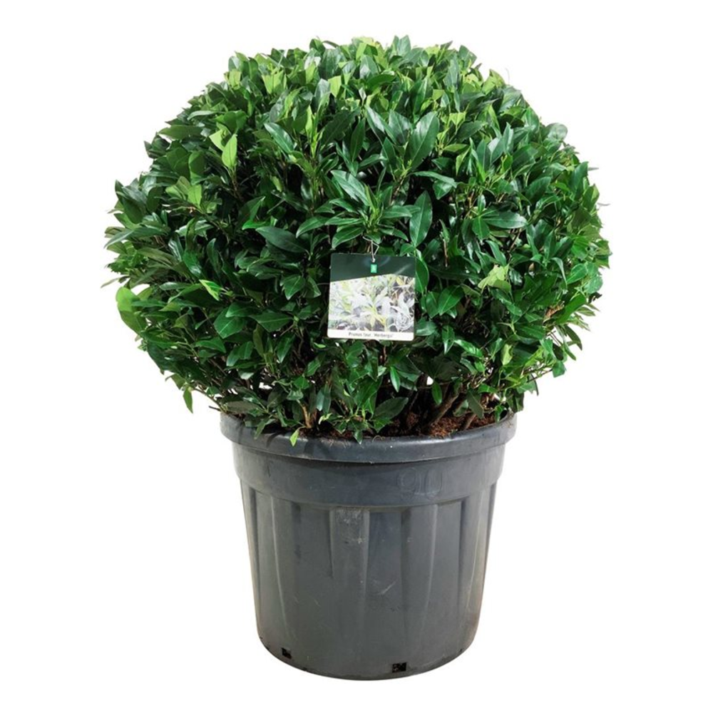 Prunus laur. 'Herbergii'.