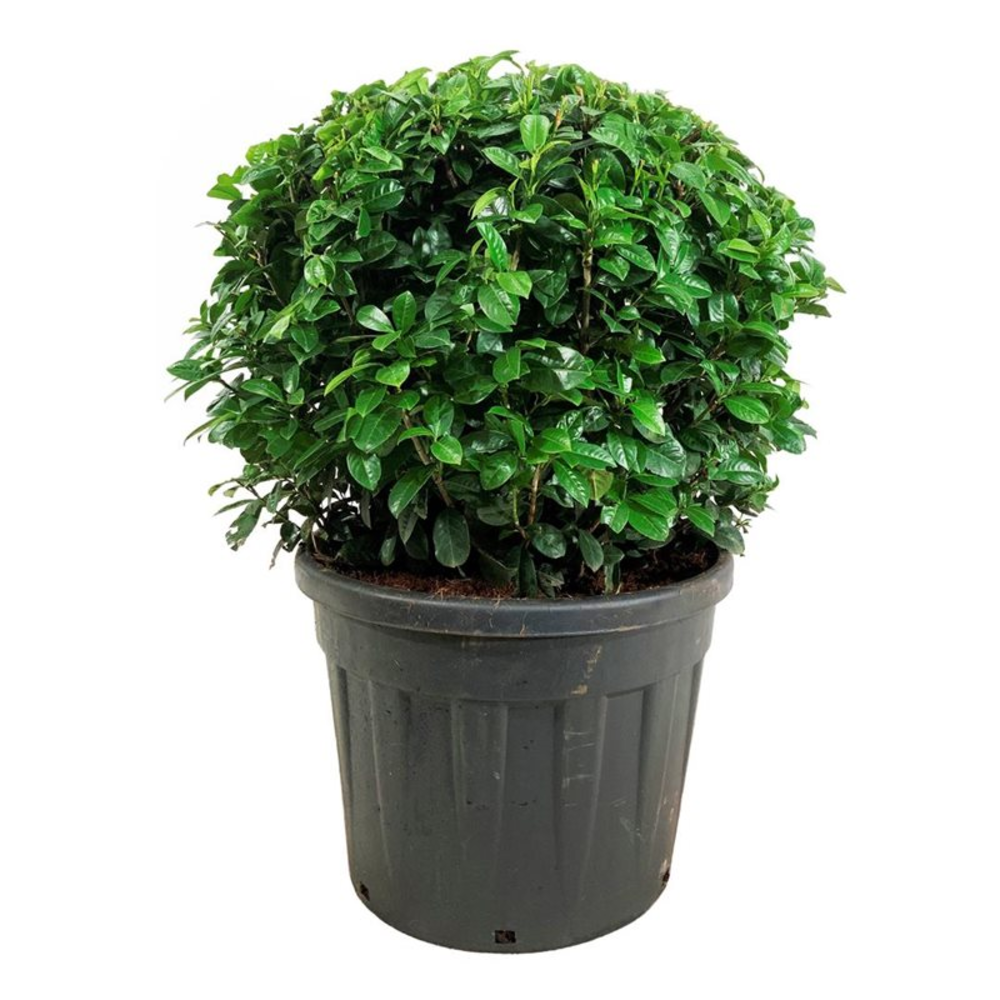 Prunus laur. 'Ani' PBR.