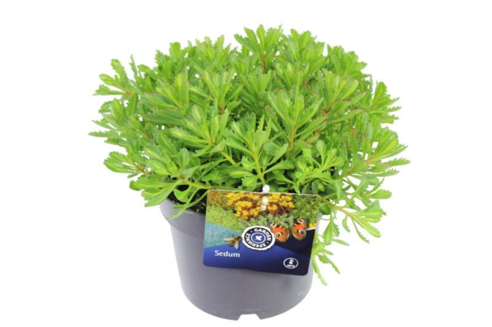 Sedum kamtschaticum Green Edge.