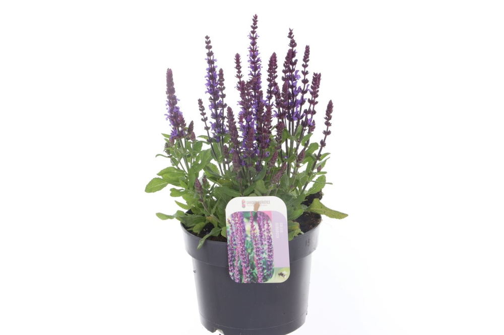 Salvia nemorosa Synchro Blue.