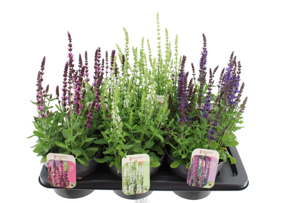 Salvia nemorosa Synchro Mix.