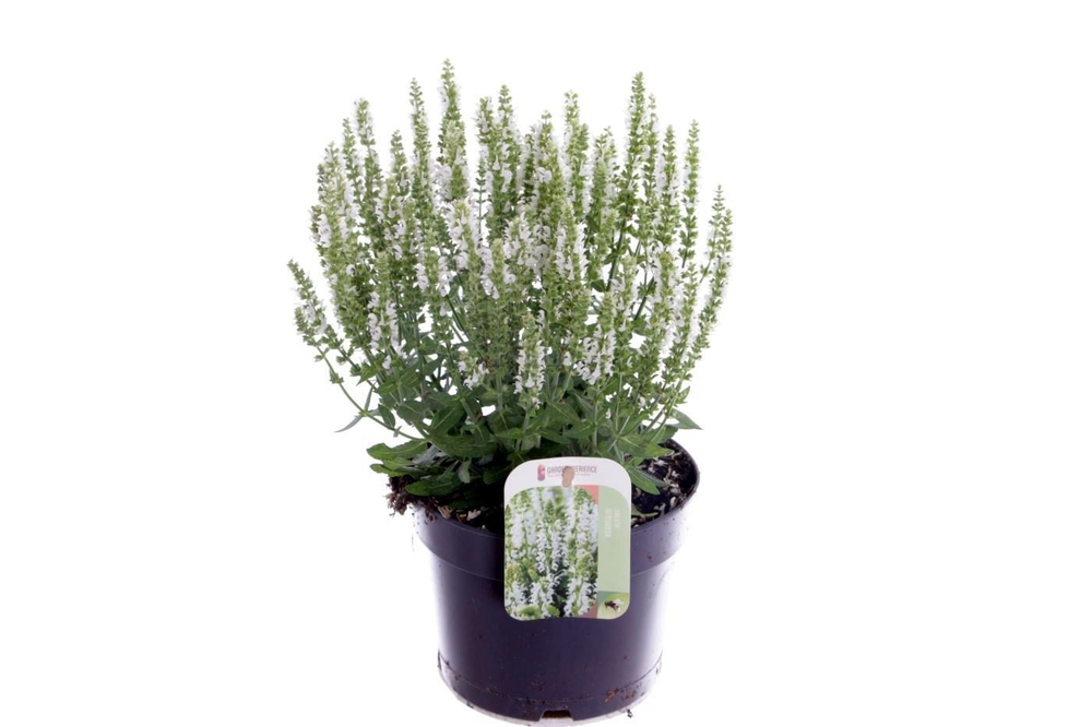 Salvia nemorosa Synchro White.