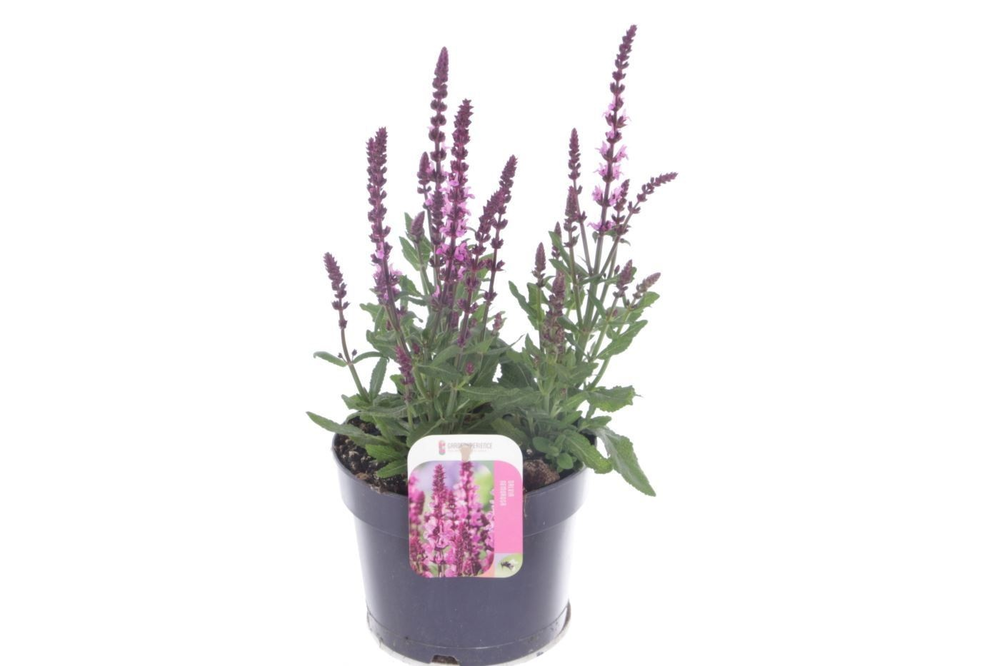 Salvia nemorosa Synchro Pink.