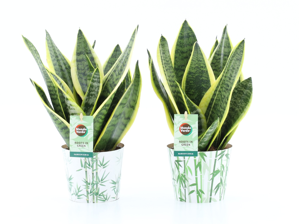 Sansevieria 'Futura Superba' in Potcover Bamboo.