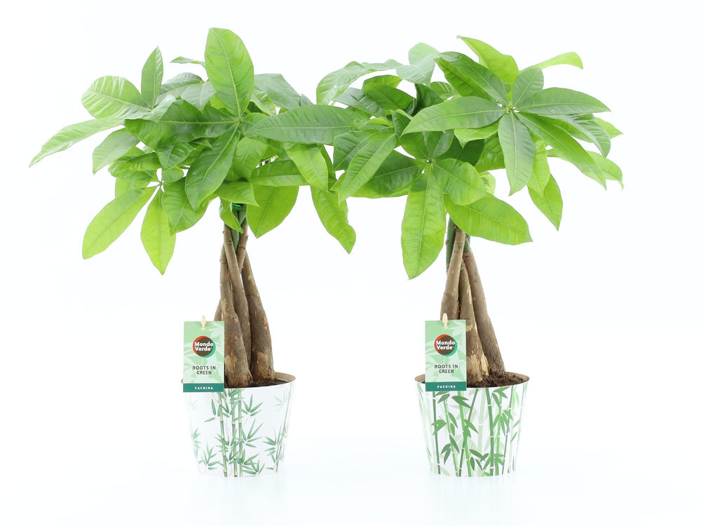 Pachira Aquatica gevlochten stam in Potcover Bambo.