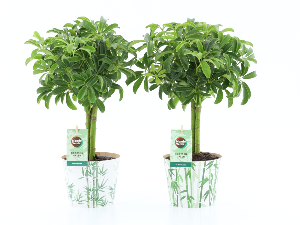 Schefflera Luseana in Potcover Bamboo.