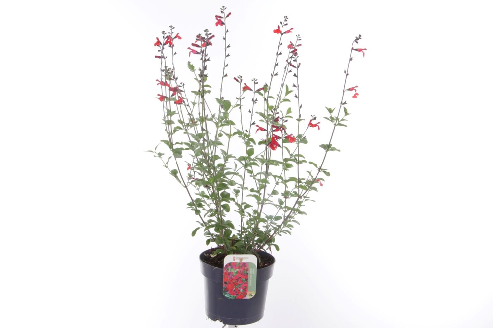 Salvia greggii Royal Bumble.