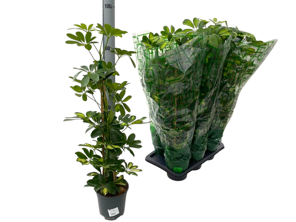 Schefflera Gold Capella P17.