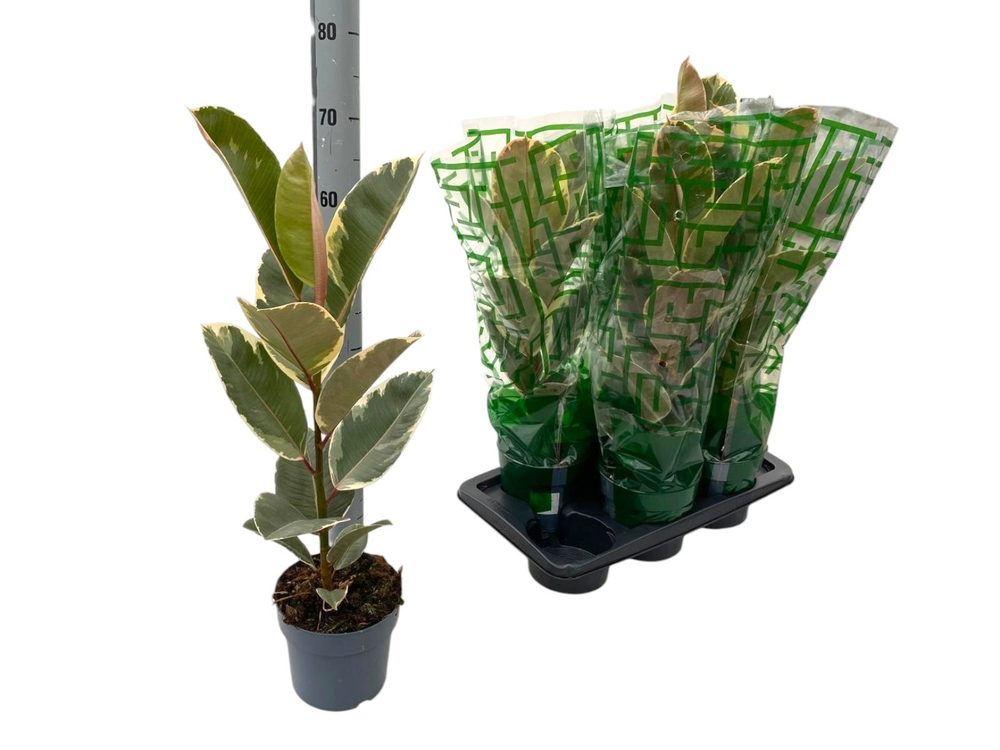 Ficus elastica Tineke P17.