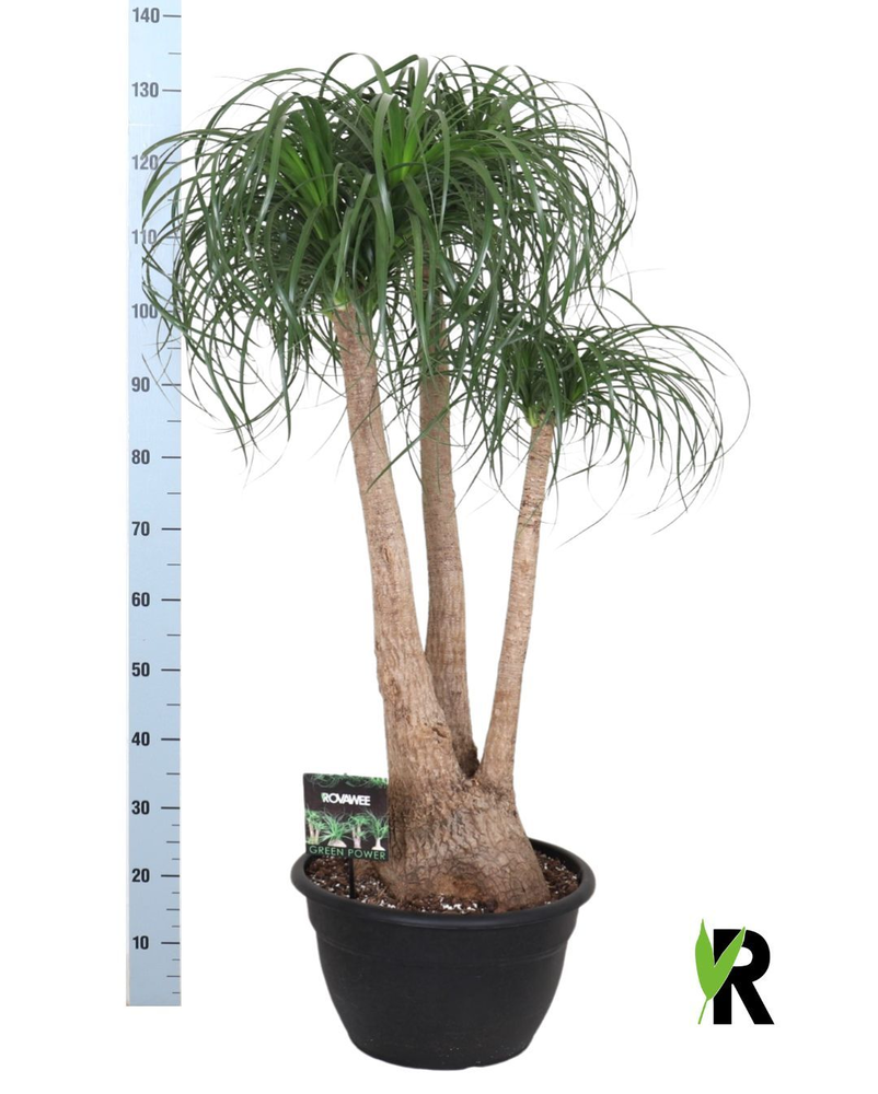 Beaucarnea rec. vertakt.