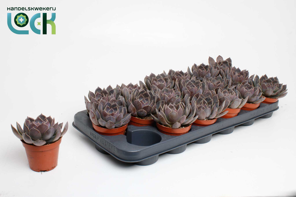 Echeveria Joost.