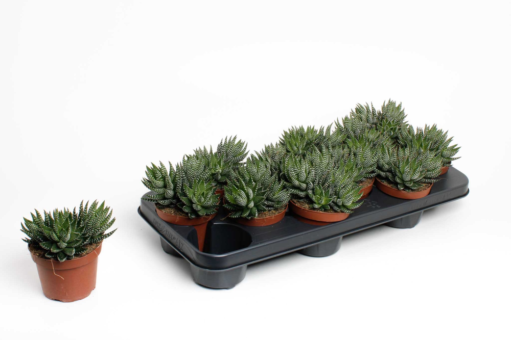 Haworthia Zebrina.