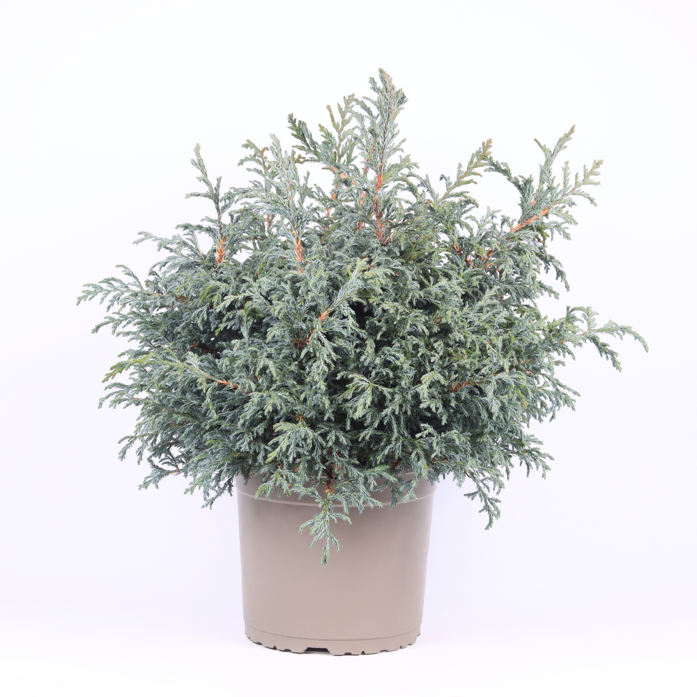 Chamaecyparis pisifera 'Baby Blue'.
