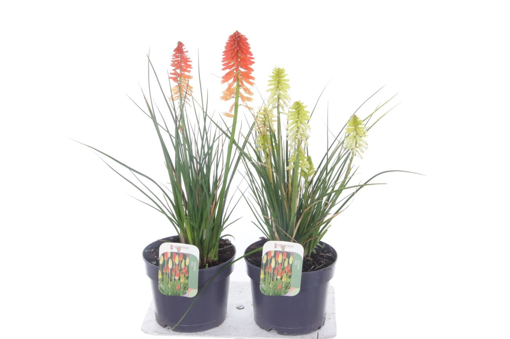 Kniphofia Poco Mix.