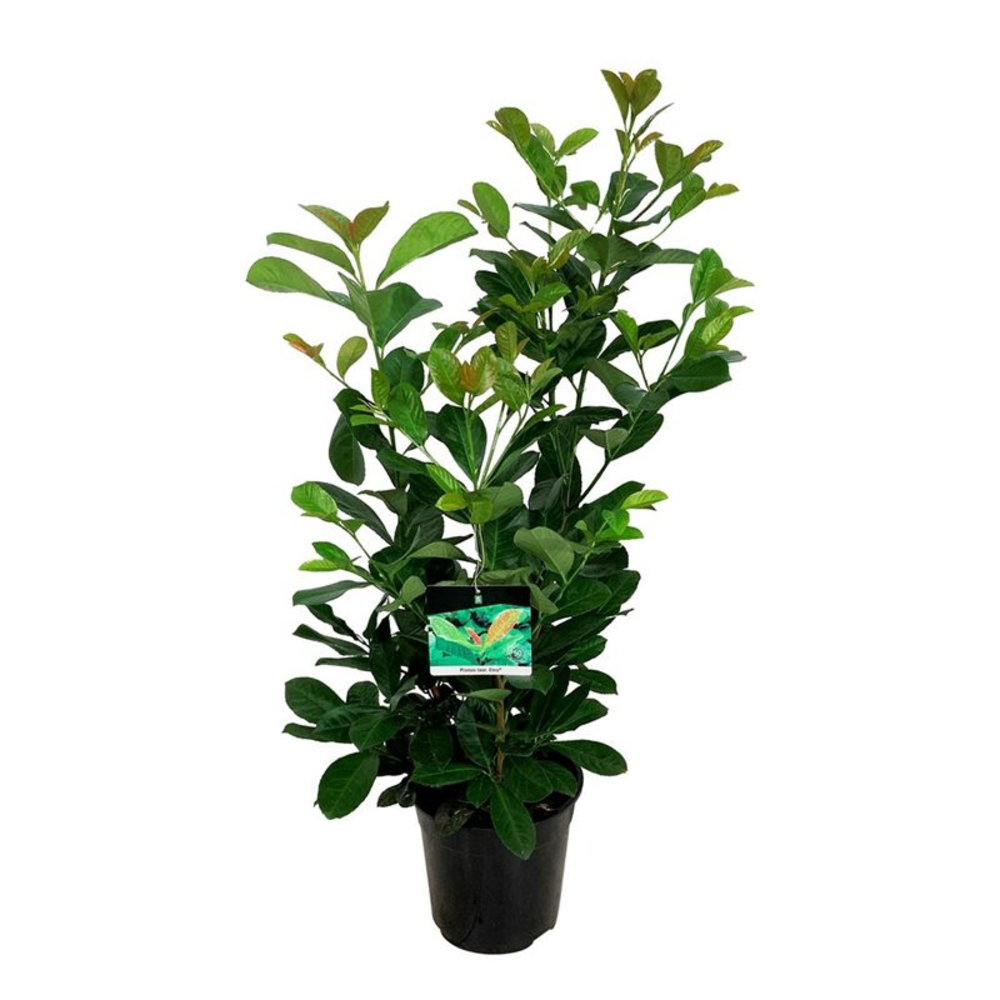 Prunus laur. 'Etna'.