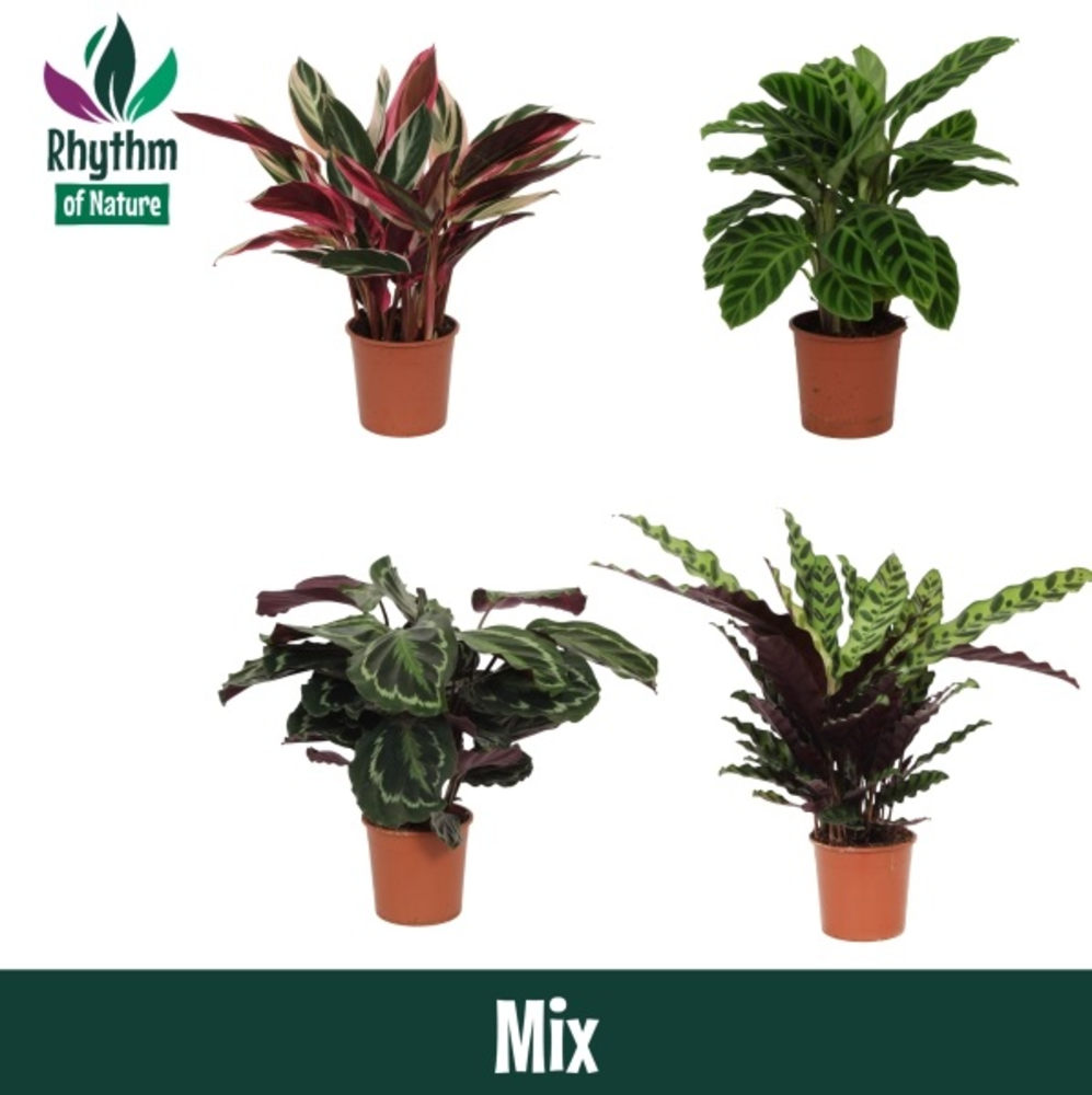 Calathea 14cm gemengd Rhythm of Nature zonder hoes.