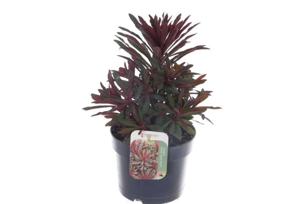 Euphorbia Miner's Merlot.