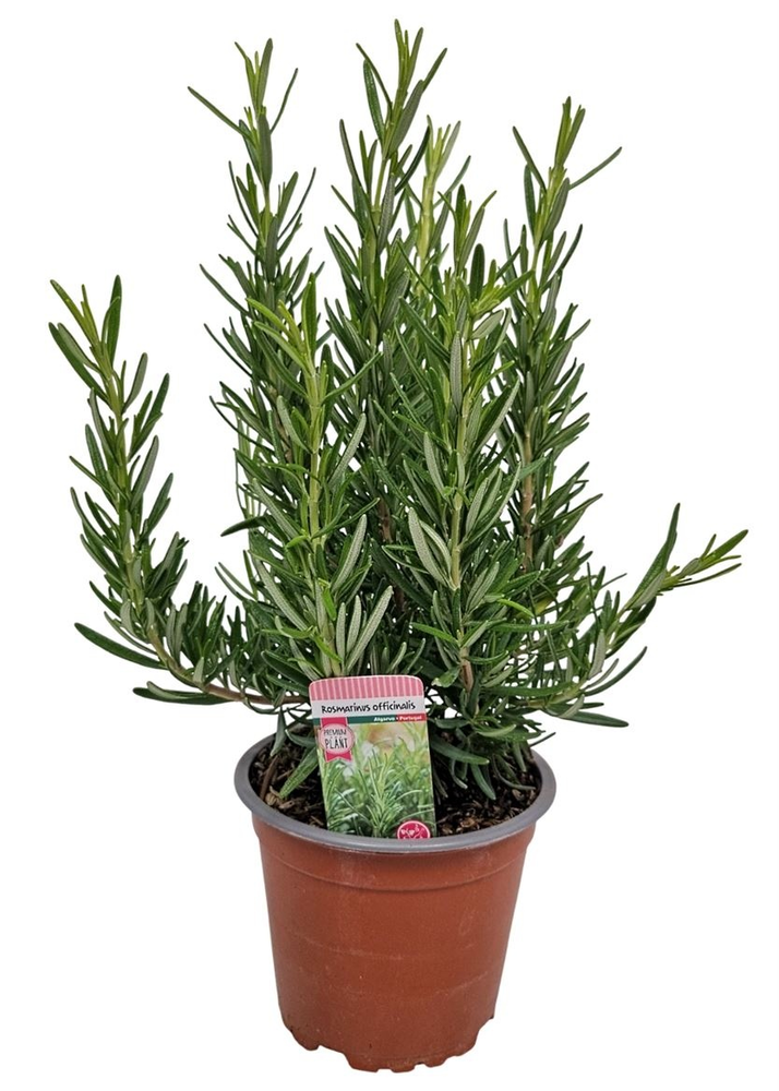 Rosmarinus Officinalis Bush - 1154.