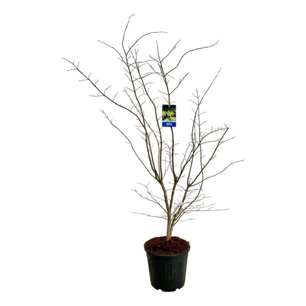 Acer Arctic Jade ®.