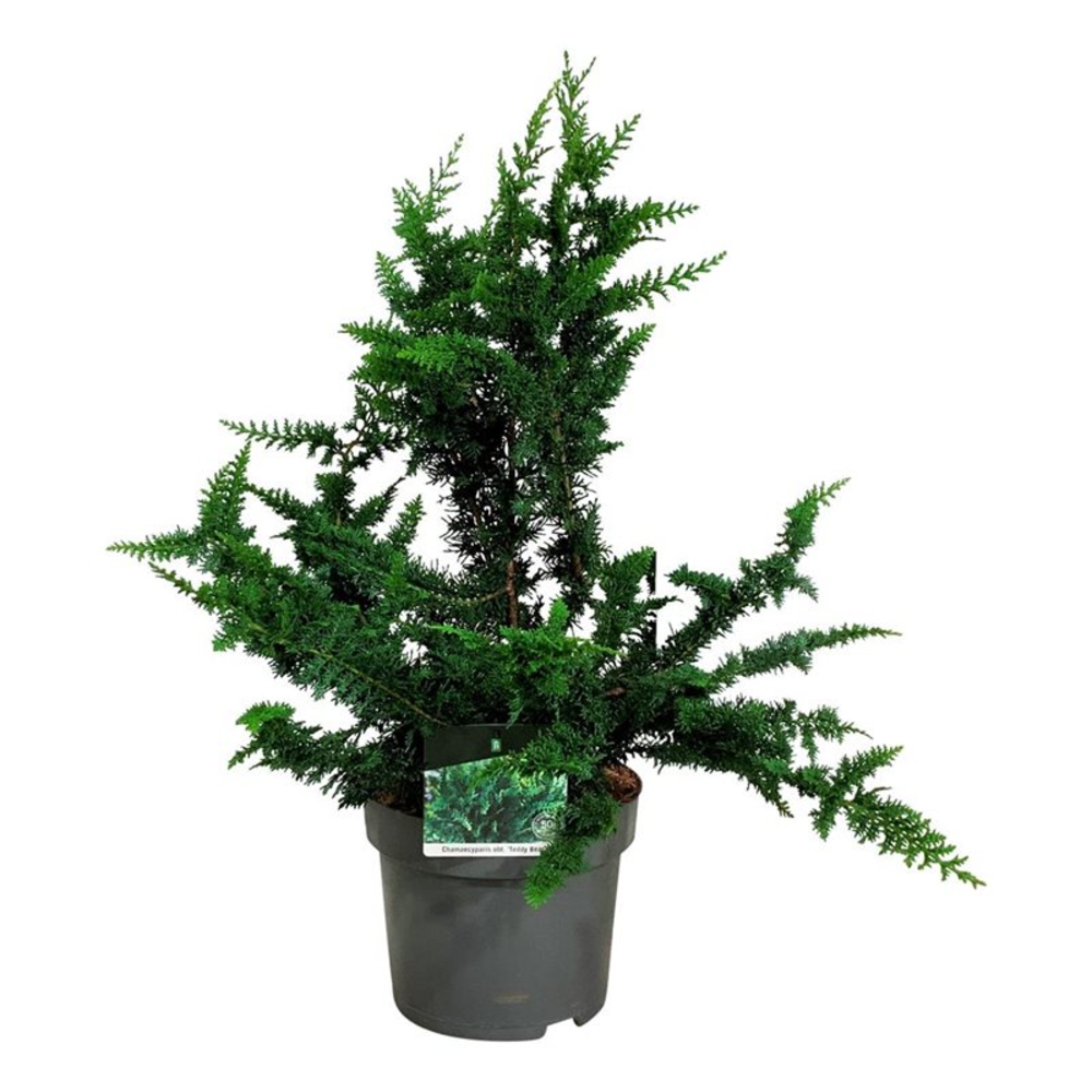 Chamaecyparis o. 'Teddy Bear'.