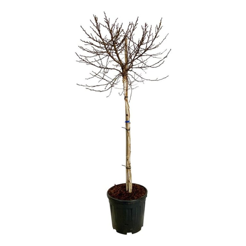 Betula utilis Magical Globe.