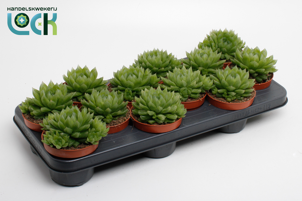 Haworthia Cooperi.