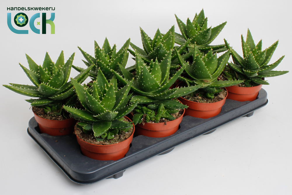 Aloe Mitriformis (Perfoliata).