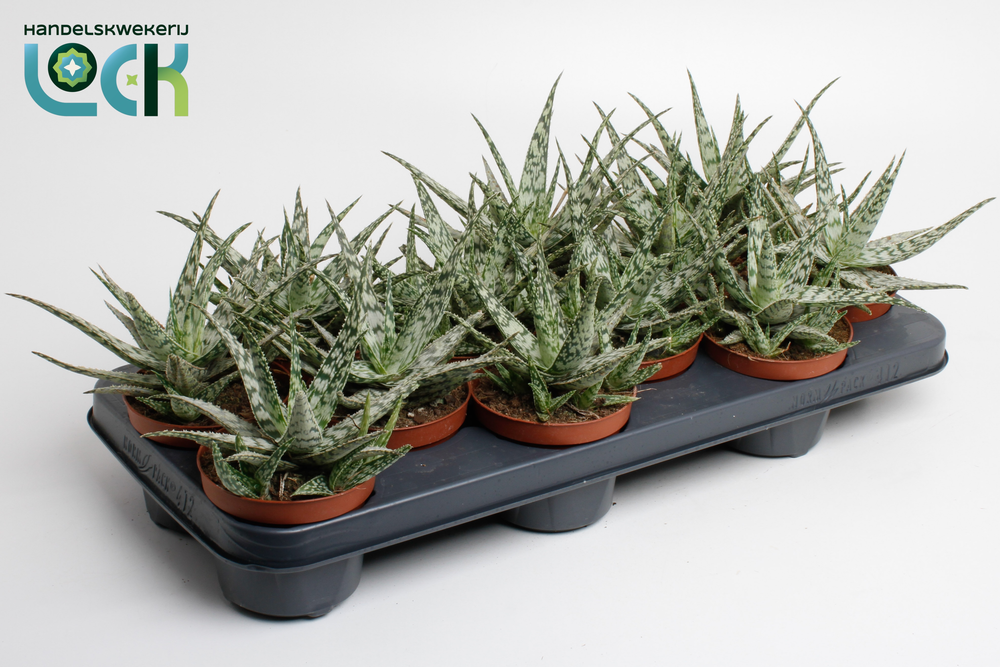 Aloe Somaliensis.