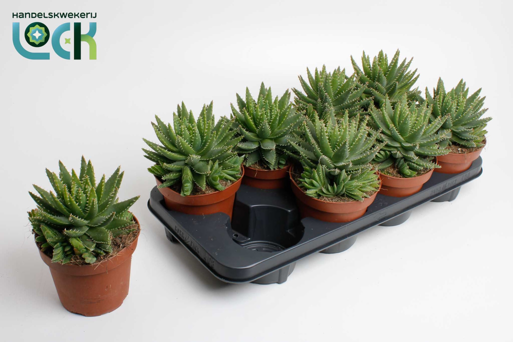 Aloe Brevifolia.