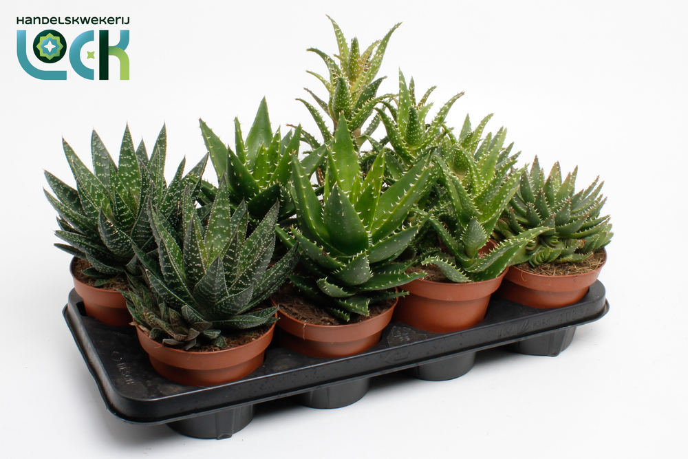 Aloe Mix.