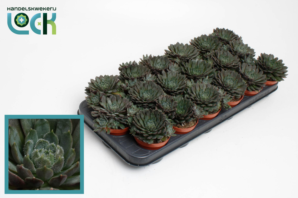 Echeveria Rondo.