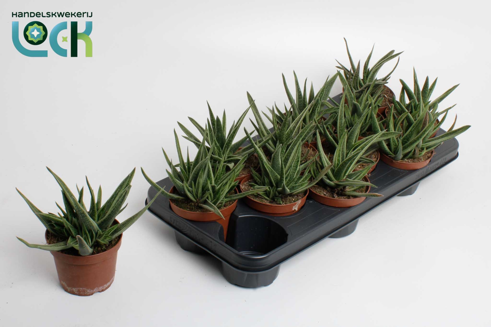 Gasteria Doreen.